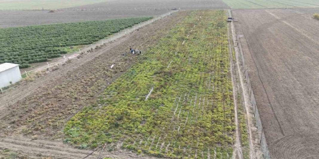 Kuraklık rekolteyi yarı yarıya düşürdü! Hasat yine de umutla başladı: Tarlada 60, markette 120 TL’ye satılıyor 4